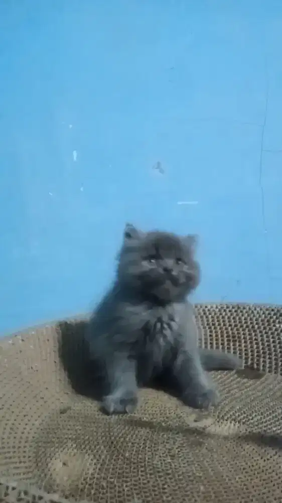 Ready kitten Persia jantan