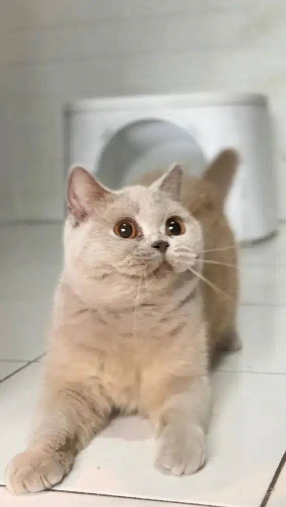 British Shorthair (BSH)