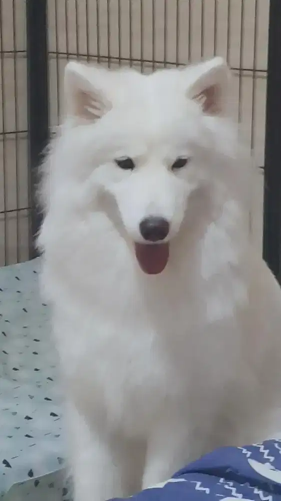 Lowongan ART Pulang Pergi / Inap (Sabtu Minggu)