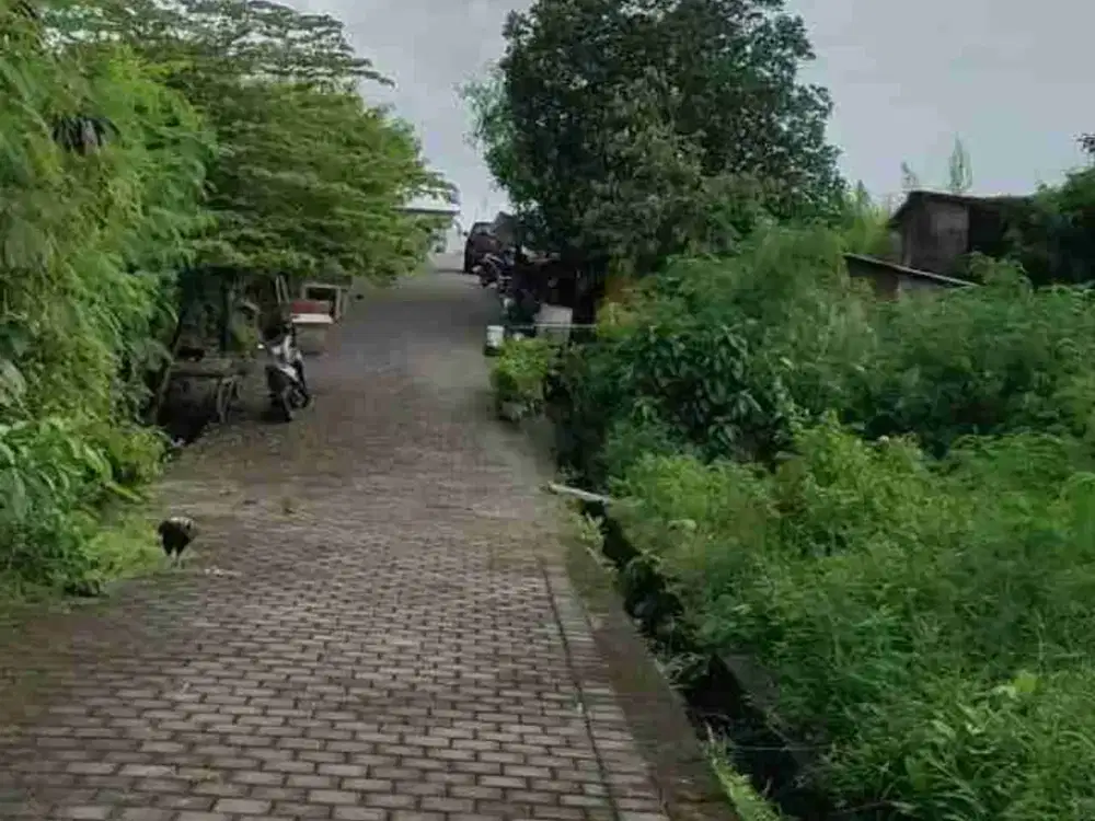 jl bumbak umalas kerobokan!! 6.4 are tanah di jual