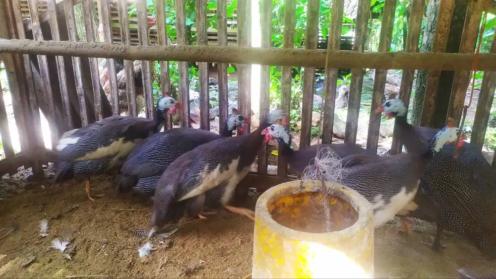 Dijual Ayam mutiara indukan