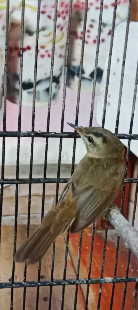 Kerak basi (sinchan)