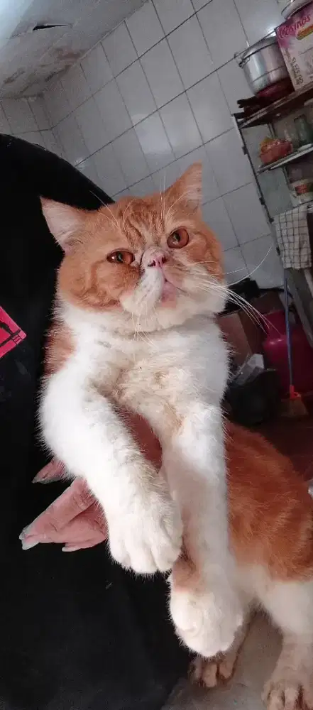 Kucing Persia peaknose