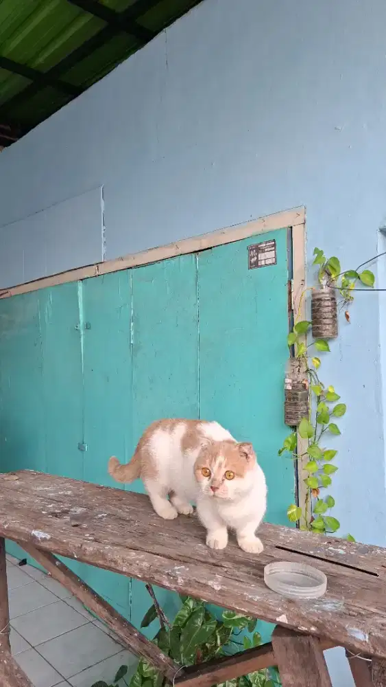 munchkin scottish fold