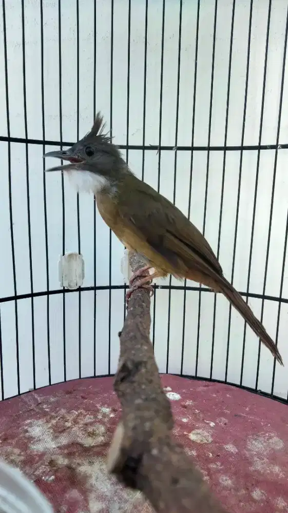 Cucak Jenggot Jawa Betina Bunyi Rajin Suara Kencang Buat Masteran