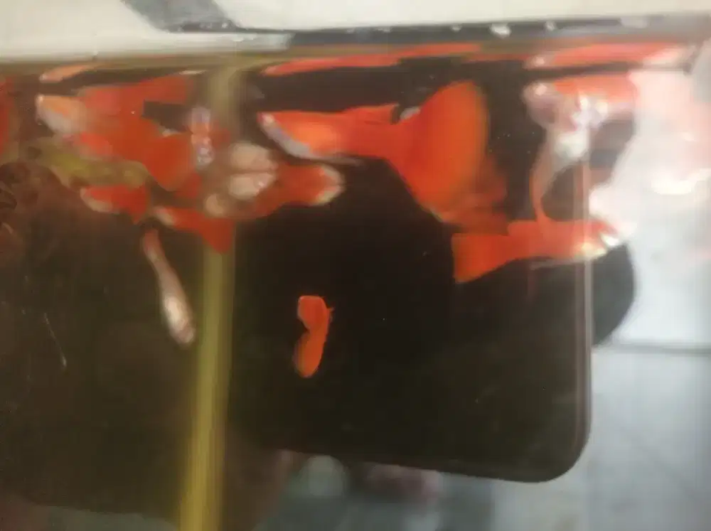 Guppy Albino Full Red (AFR)