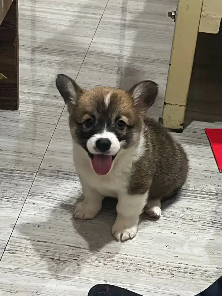 Welsh corgi puppy