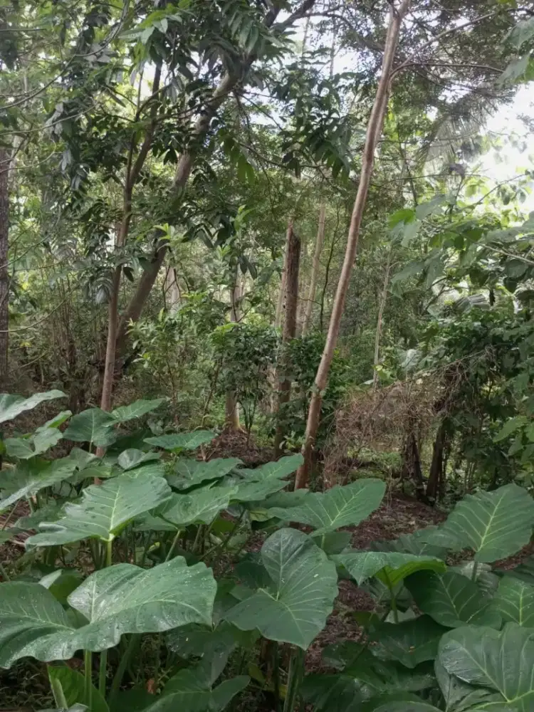 Dijual kebon dengan luas 1300m2,dijual cepat BU.250 jt nego sampe deal