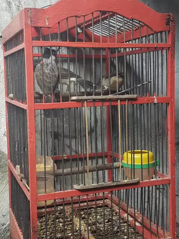 Kutilang rawatan pur total