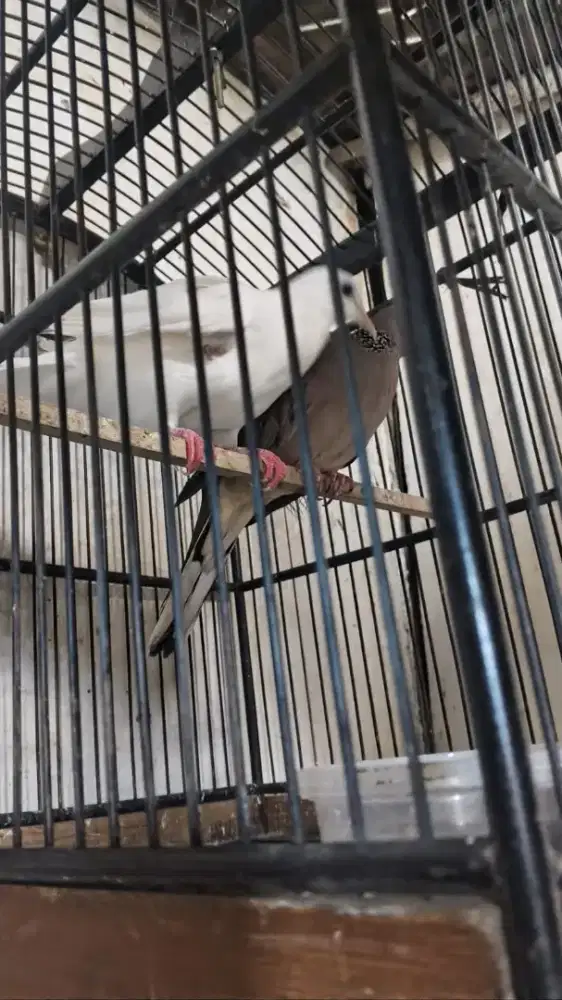 Tekukur putih polos x wild kuk 5