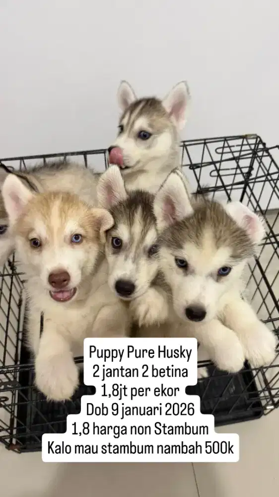 Jual murah pure husky 2bln