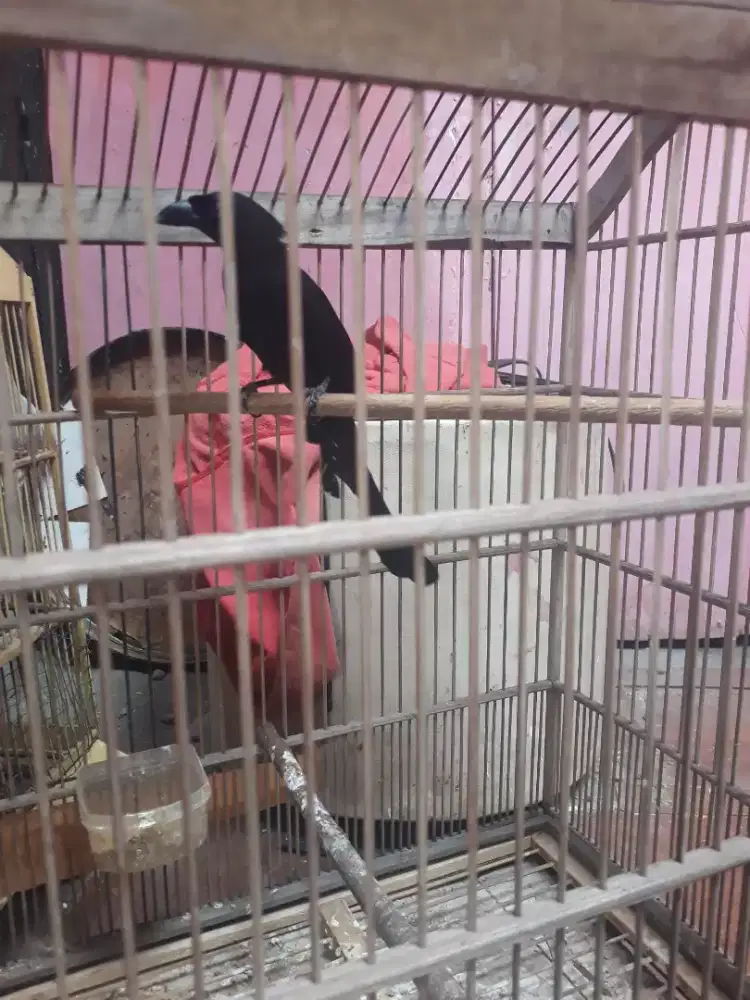 miray irian mulus bunyi