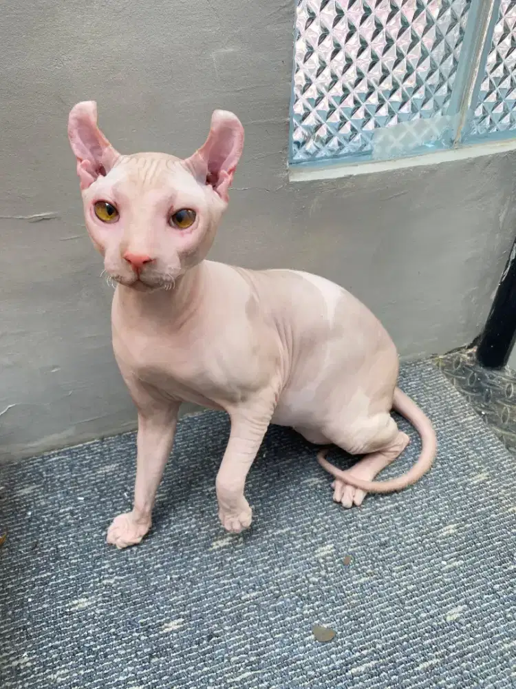 Kucing sphynx elf jantan
