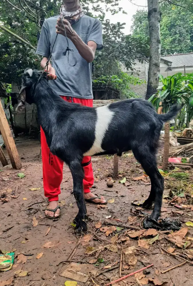 Kambing Kendit Jantan dan Betina.