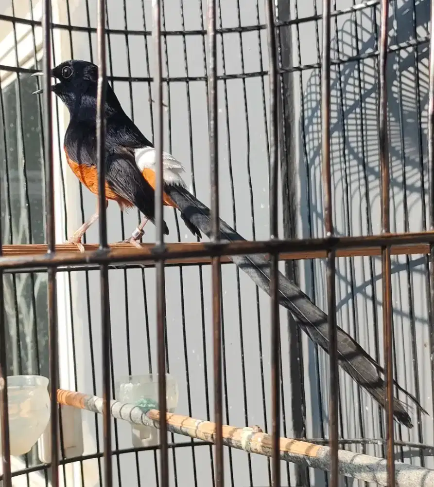 Murai Medan Gacor Dor Ekor Panjang