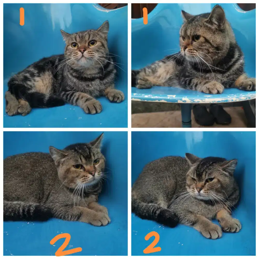 Kucing BSH mix Scottish Pure Lucu