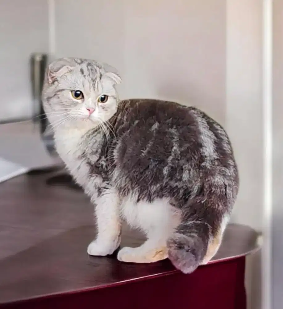 Kucing Scottish fold silver tabby
