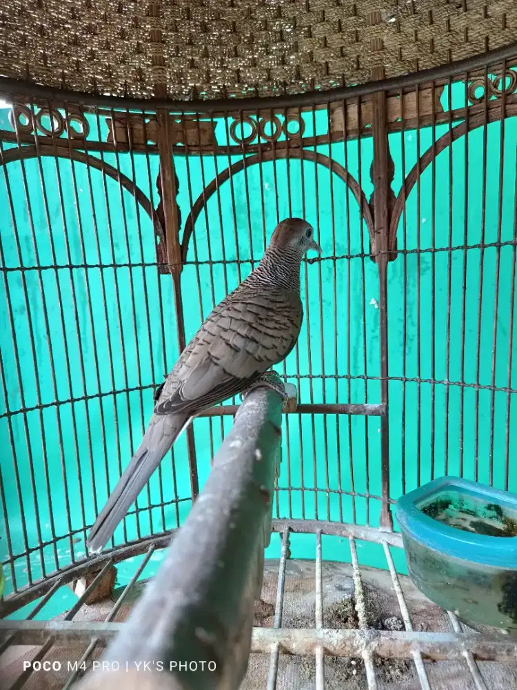 Perkutut Lokal Manggung