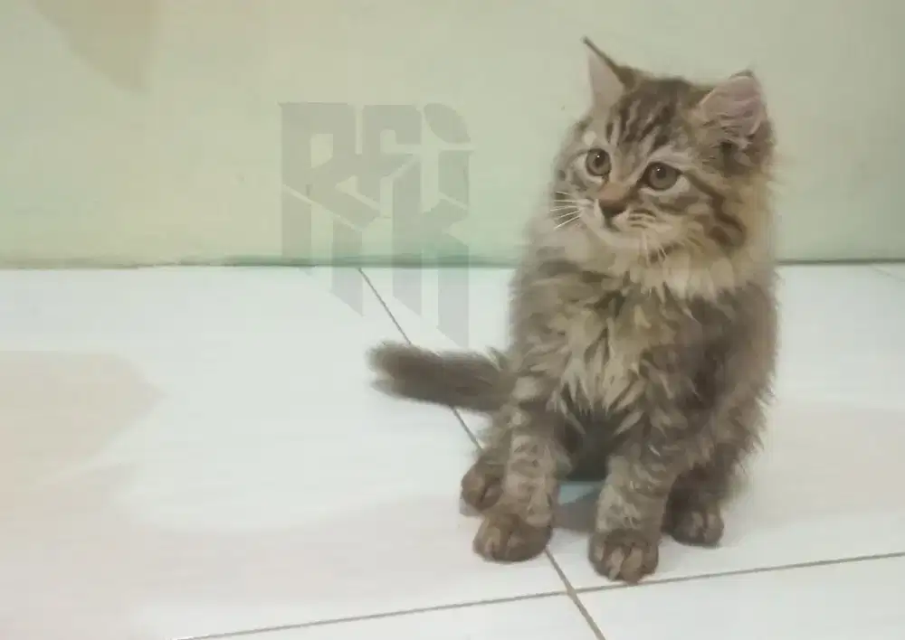 Anabul Platnose Persia Bulu Tebal Umur 3 Bulan