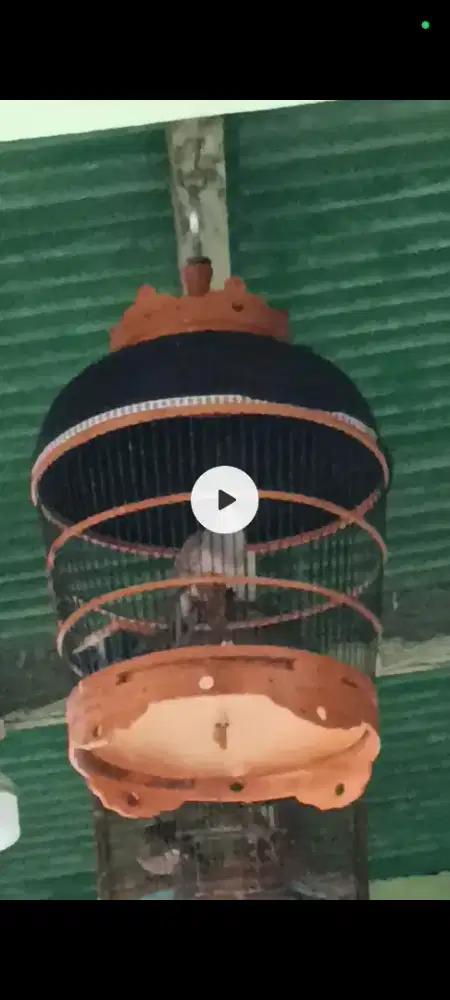 Perkutut Lokal Berkaturanggan Pandawa Mijil