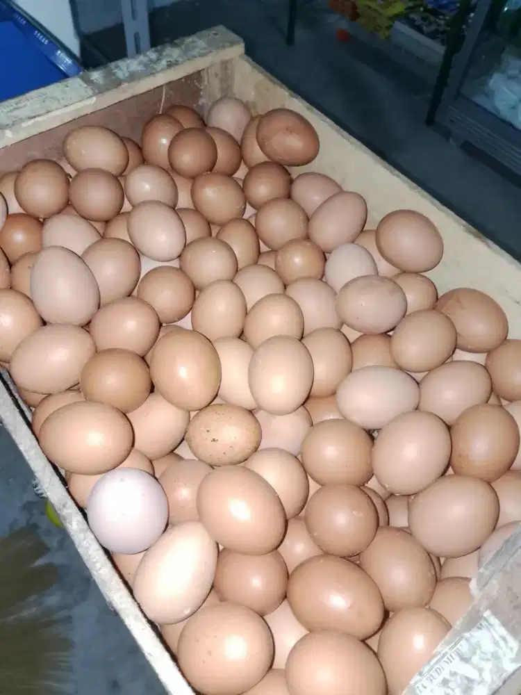 Telur Ayam Fresh