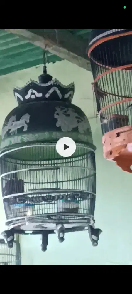 Perkutut Lokal Manggung