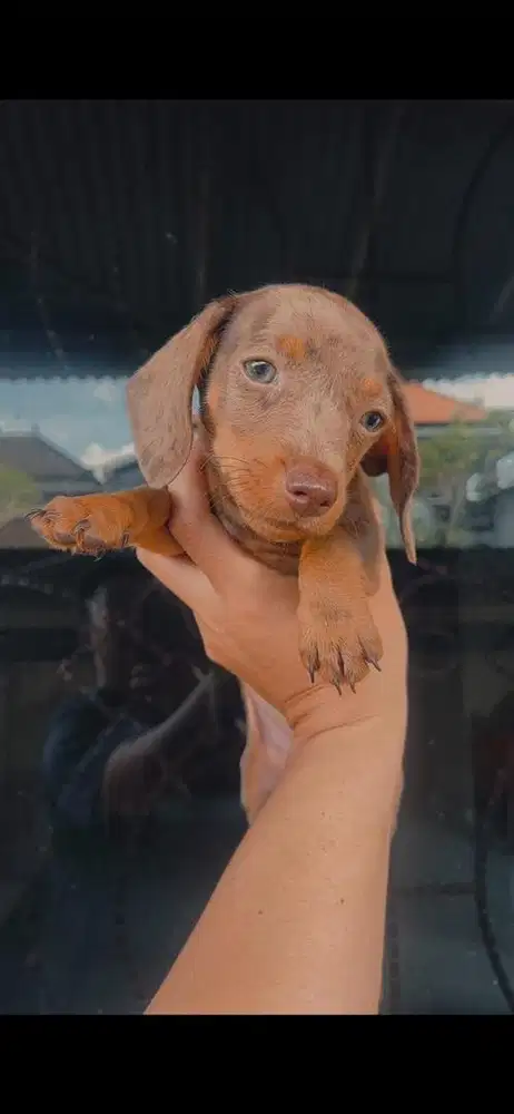Puppy dachshund / tekel betina