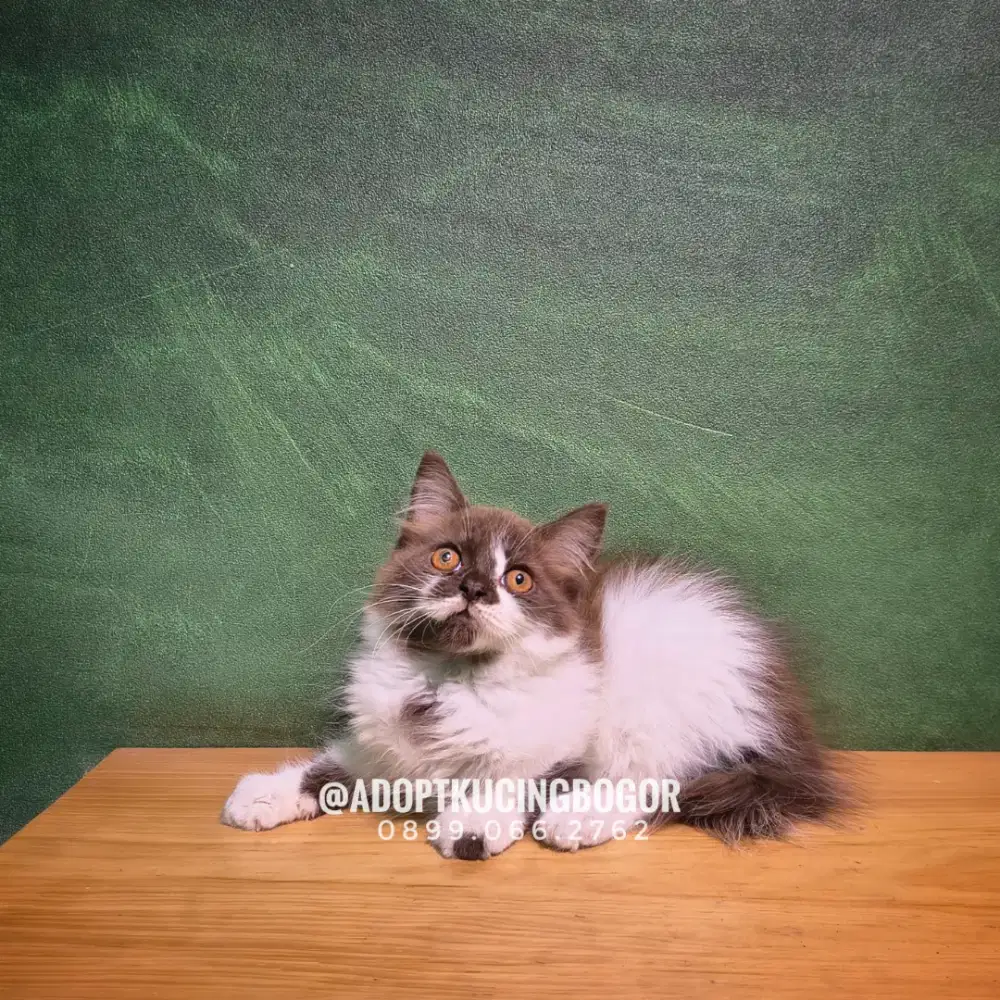 KUCING MAINECOON X PERSIA