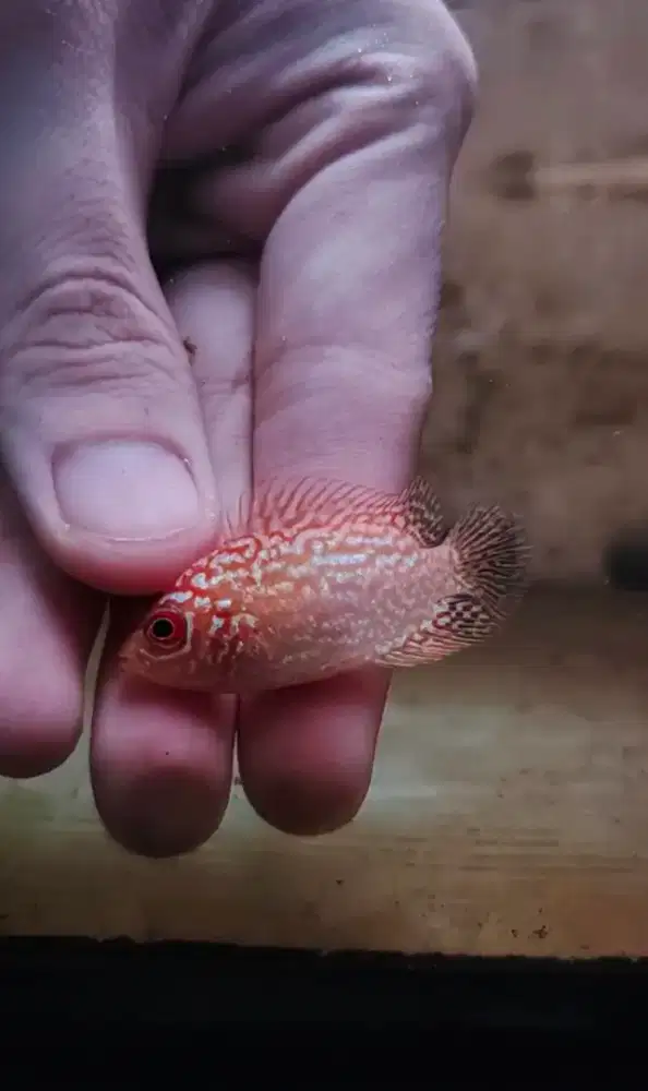 ikan louhan golden base cencu 2.5cm kecil mutasi merah