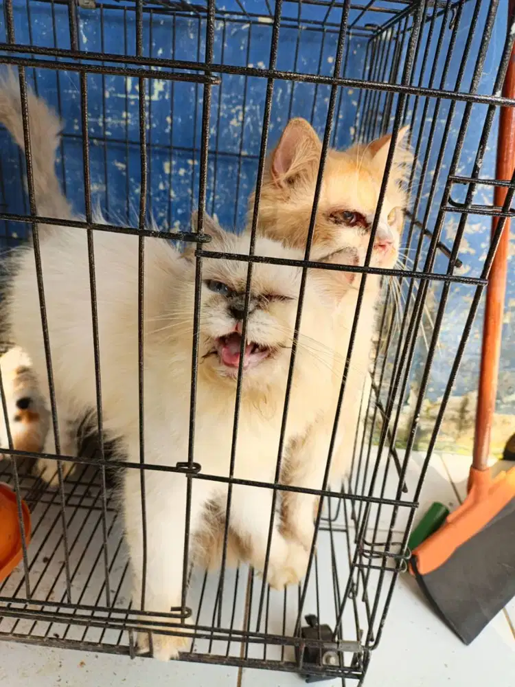 Kandang kucing bonus semua nya