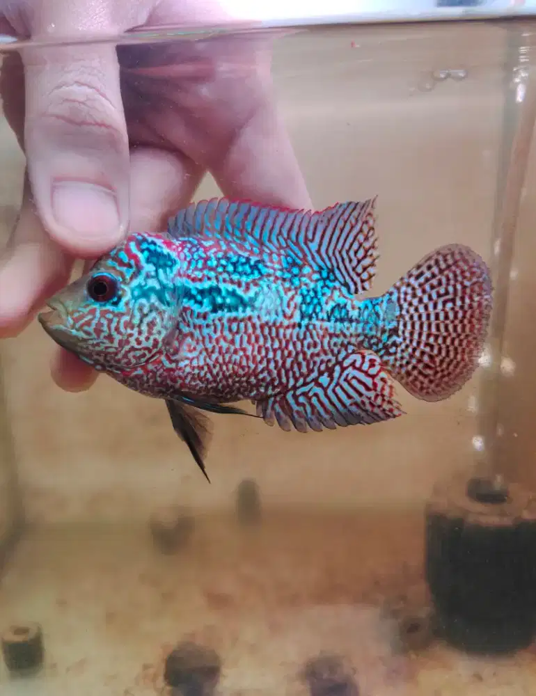 ikan louhan cencu 9cm merah marking cilnong warna strong