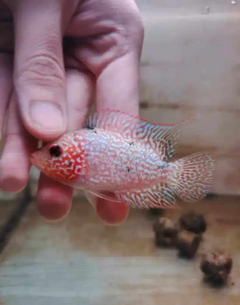 ikan louhan gb cencu 7cm full mutiara merah merona ekor lebar