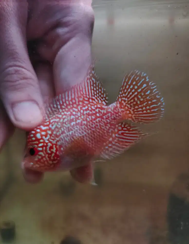 ikan louhan gb cencu 8cm merah merona mutiara full mulai jenong