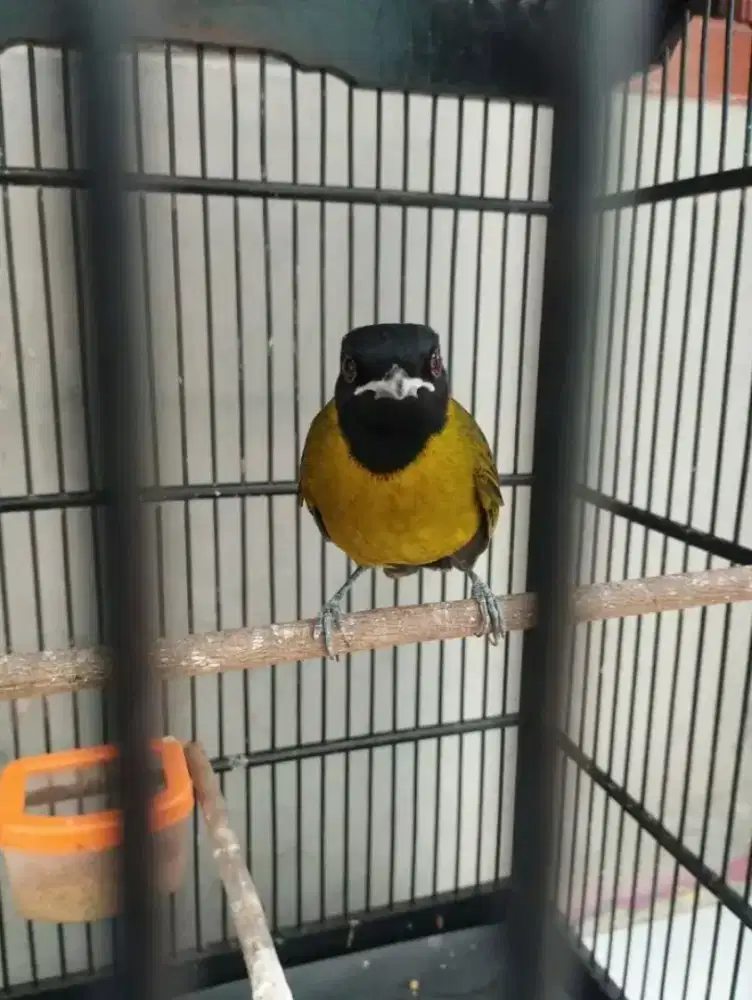 Samyong jantan mulus rajin bunyi