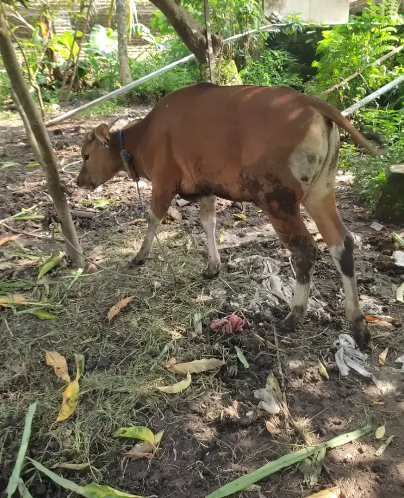 Dijual sapi jantan lokasi di Denpasar