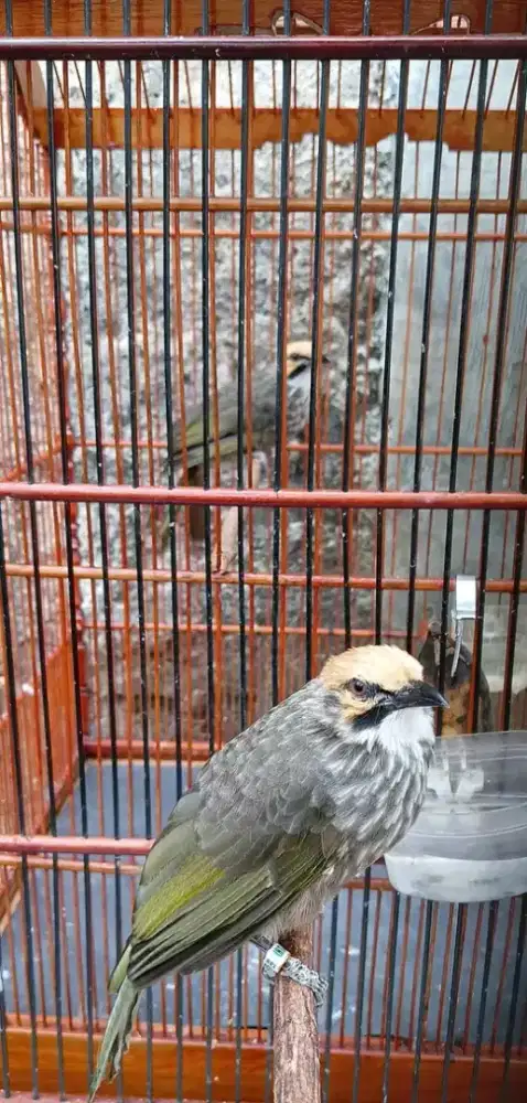 Cucak rowo sepasang DNA siap produksi