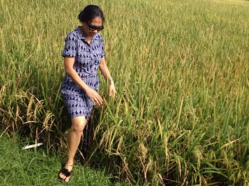 Dijual Cepat Tanah Sawah Strategis Cocok Untuk Inves Di Lape Sumbawa