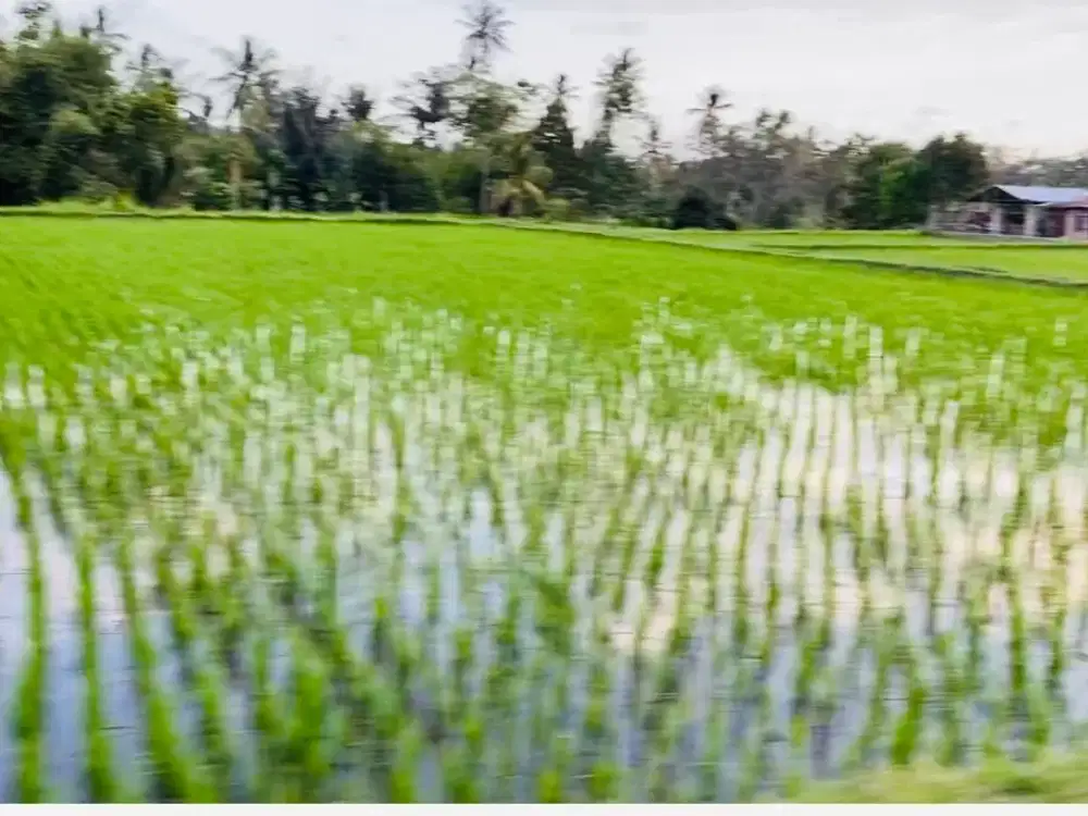 Dijual Cepat Tanah Sawah Potensial di Plampang, Sumbawa
