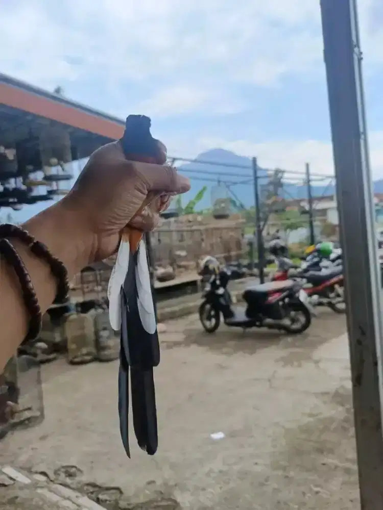 Murai gacoran ekor panjang