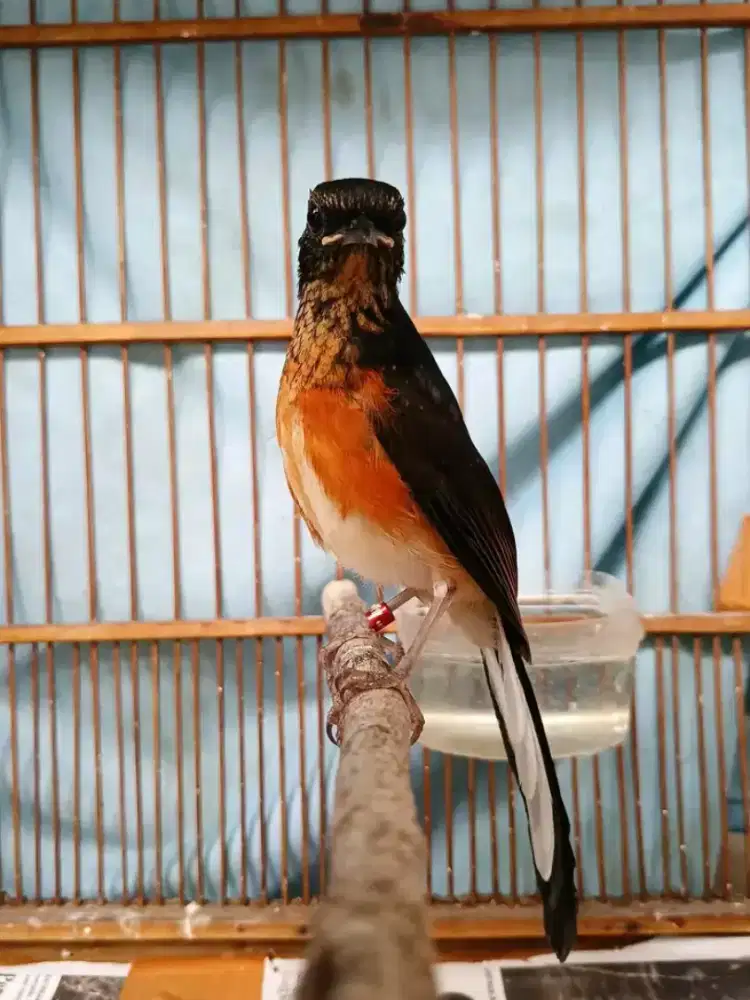 Anakan murai seri f4 jantan 100%