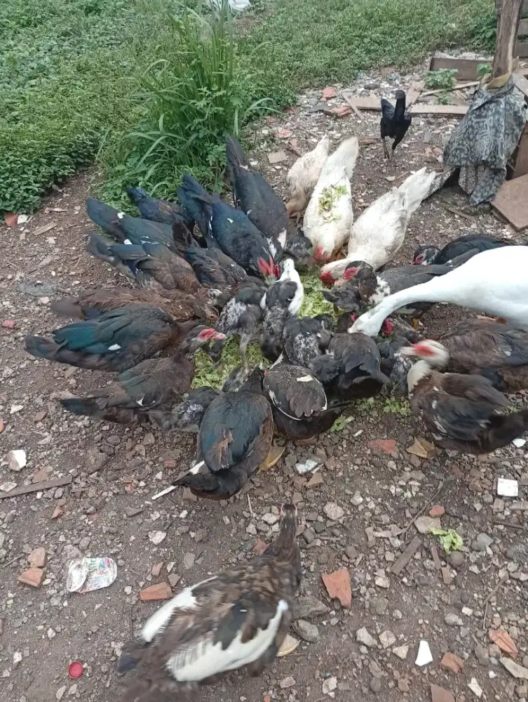 Entok jantan dan betina