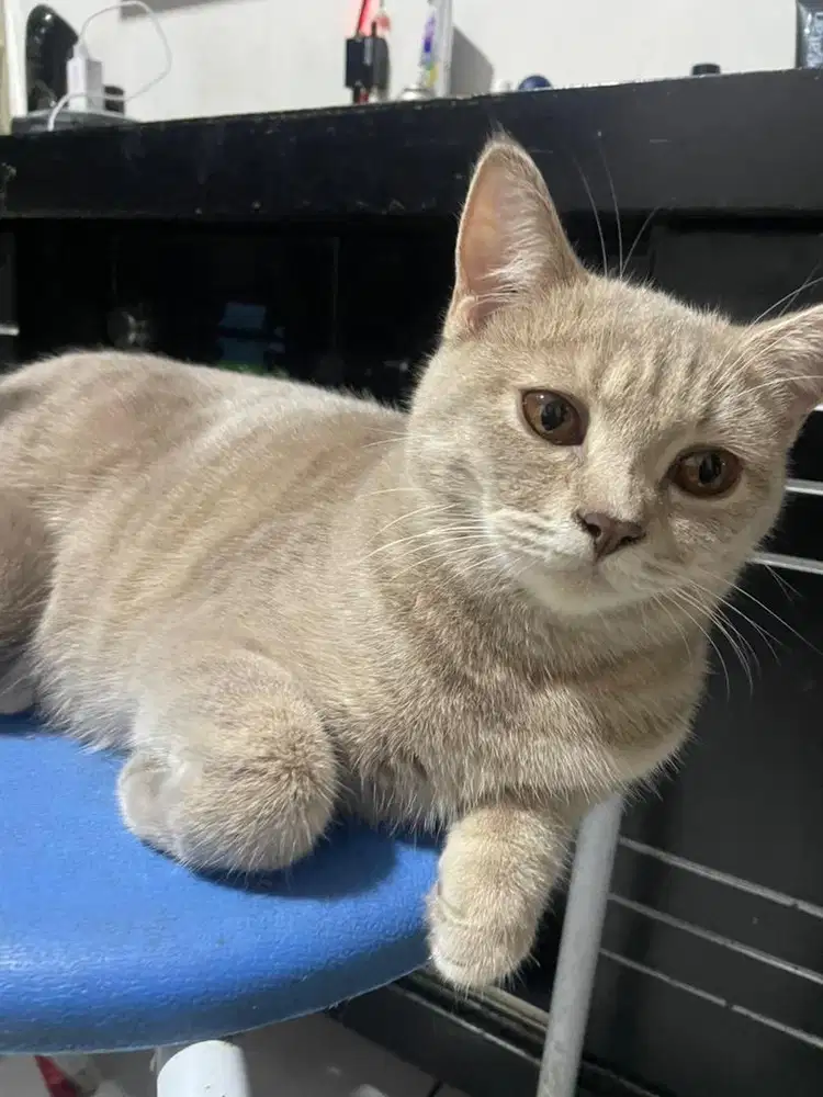 Kucing british shot hair