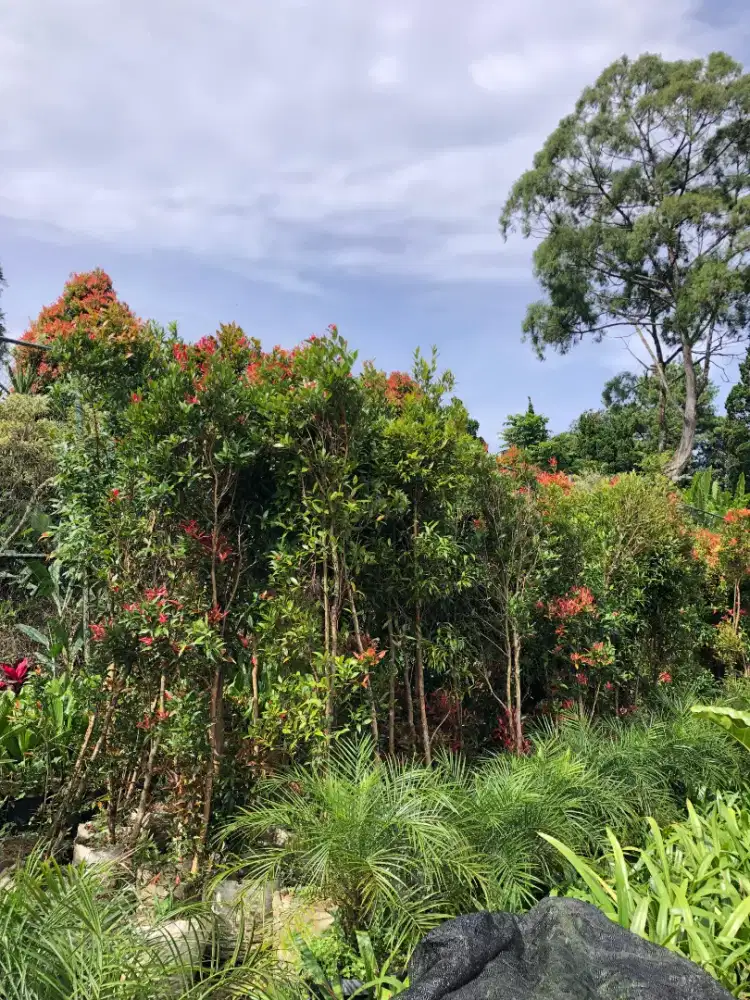 jual tanaman pucuk merah