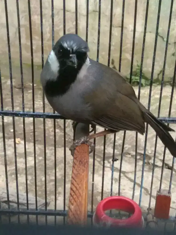 Poksay hongkong MH garansi jantan