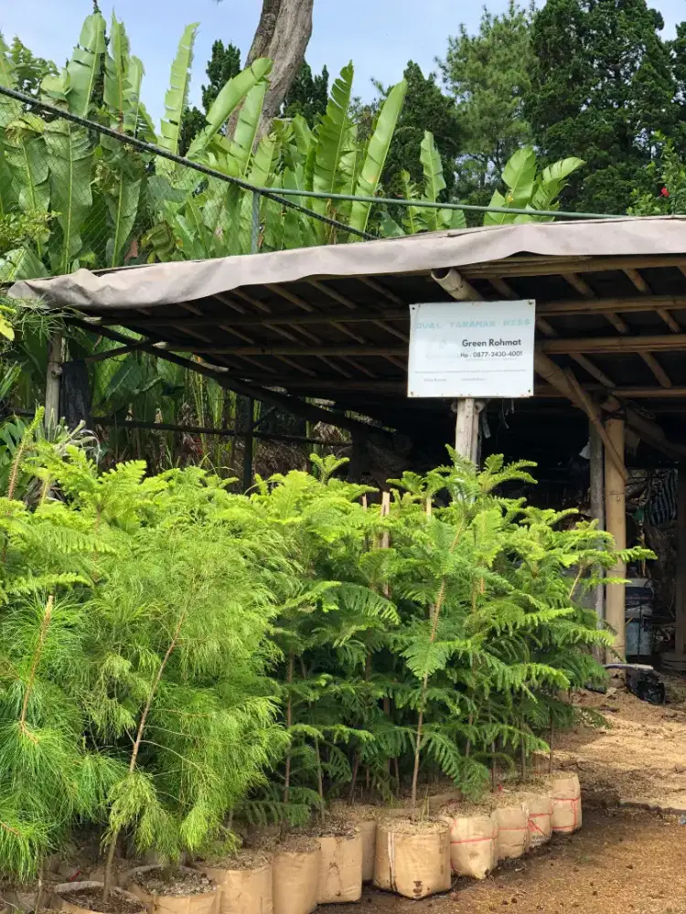 jual tanaman cemara norflok