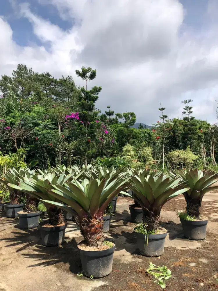jual tanaman bromelia giant