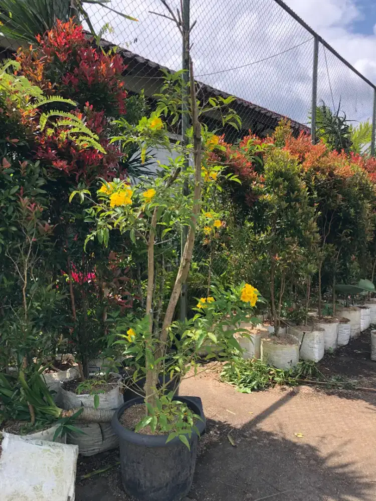 jual tanaman tekomaria