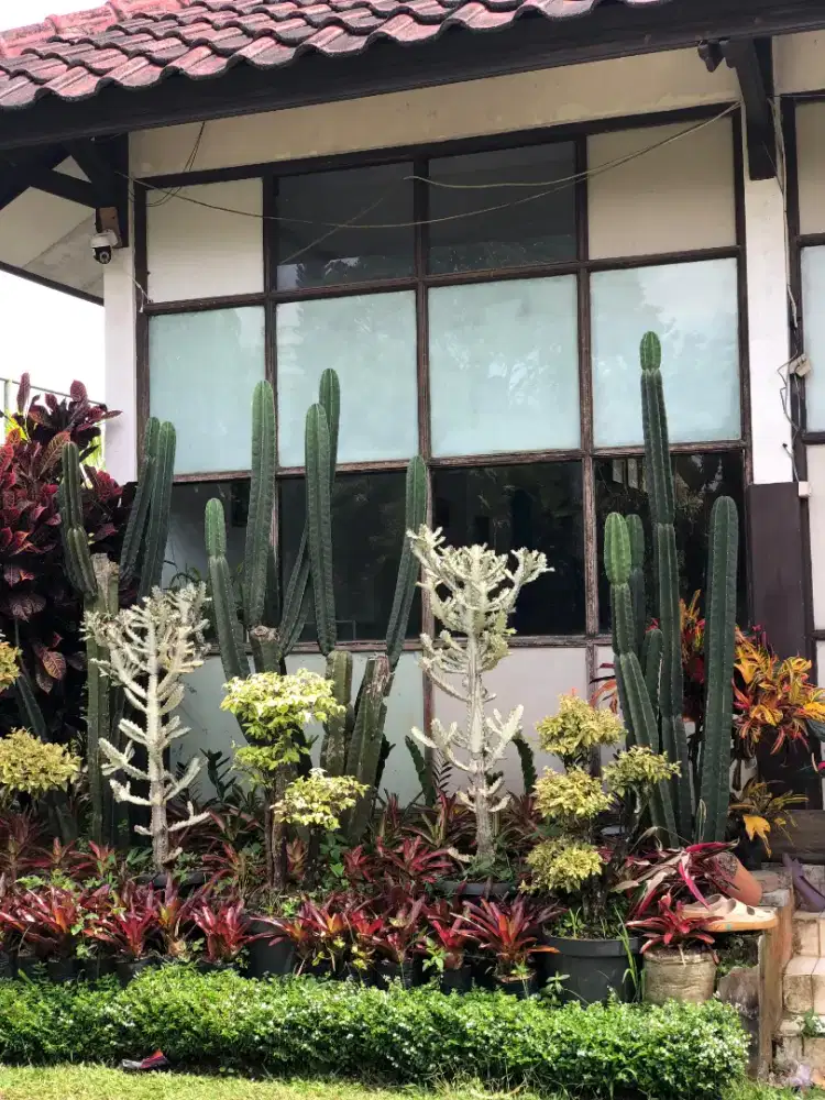 jual tanaman lactea putih