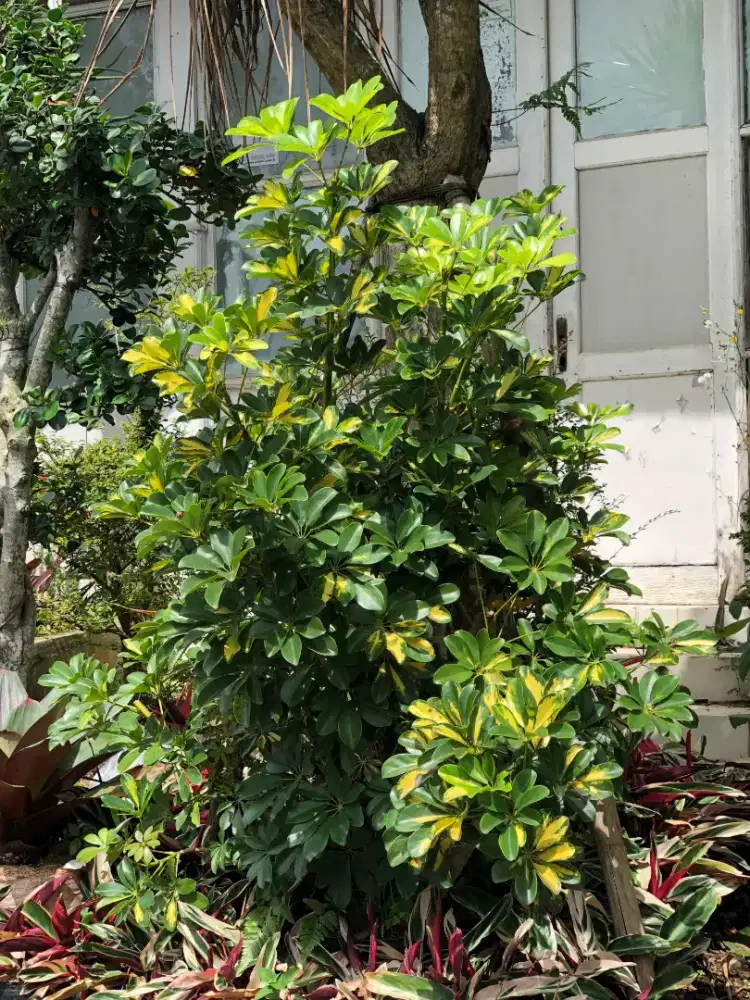 jual tanaman walisongo