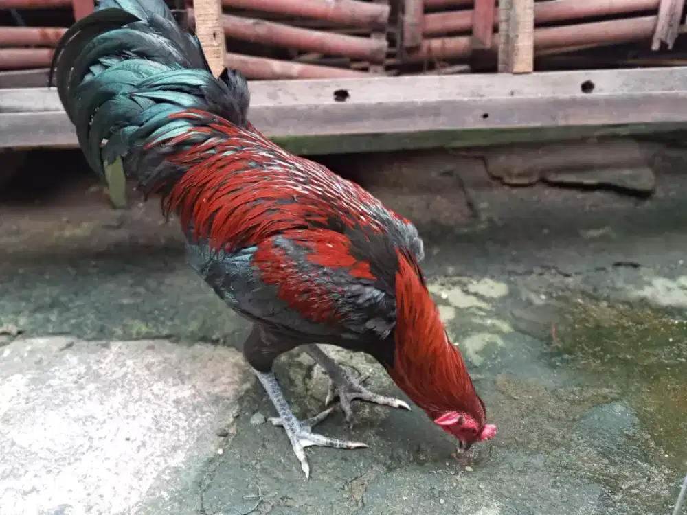 Jual borongan Ayam Jago ada 3.ekor